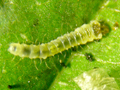 Phyllonorycter esperella